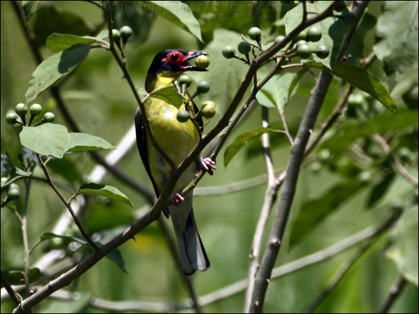 Australasian Figbird austr_figbird_83563.psd