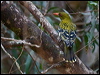 green_oriole_120847