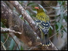 green_oriole_120850