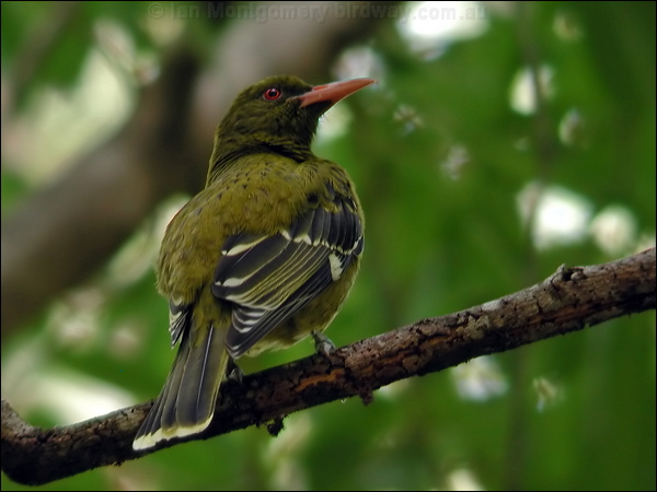 Green (Yellow) Oriole green_oriole_13347.psd