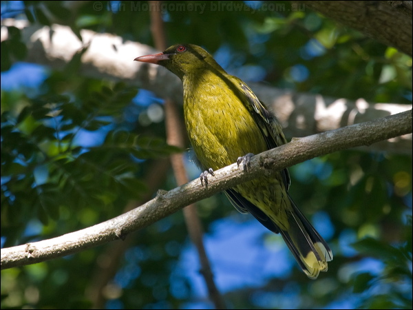 Green (Yellow) Oriole green_oriole_99948.psd