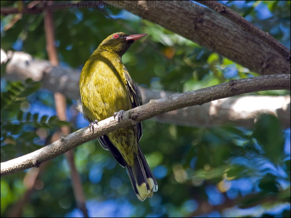Green (Yellow) Oriole green_oriole_99961.psd