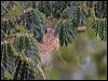 olive_backed_oriole_156769