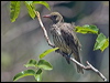 olive_backed_oriole_209025