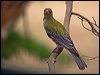 Click here to enter gallery and see photos/pictures/images of Olive-backed Oriole