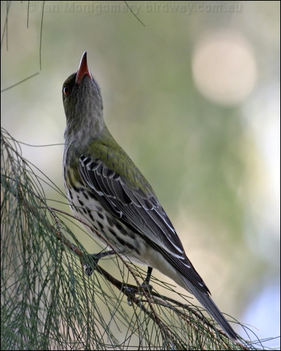 Olive-backed Oriole olive_backed_oriole_01863.psd
