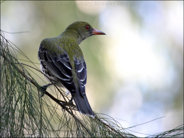 Olive-backed Oriole olive_backed_oriole_01867.psd