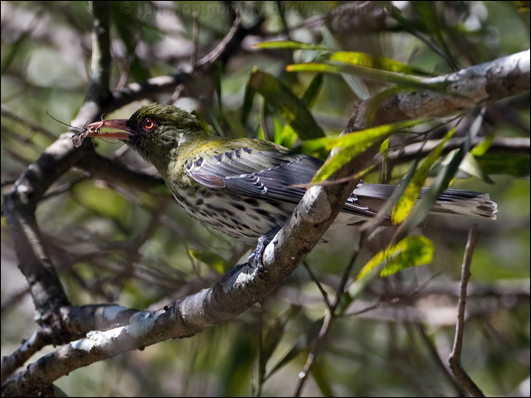 Olive-backed Oriole olive_backed_oriole_151361.psd