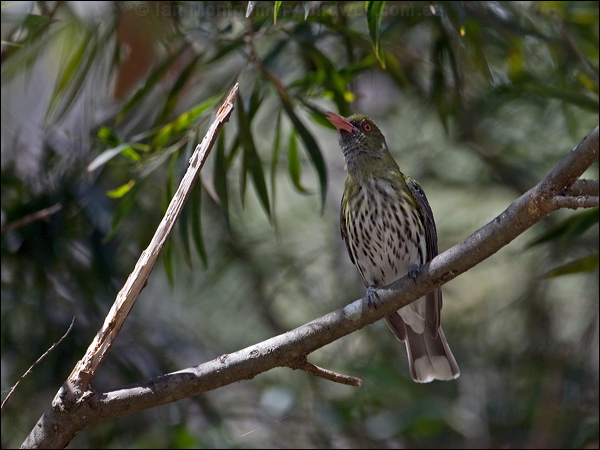 Olive-backed Oriole olive_backed_oriole_151375.psd