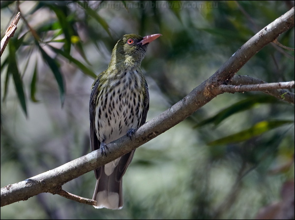 Olive-backed Oriole olive_backed_oriole_151378.psd