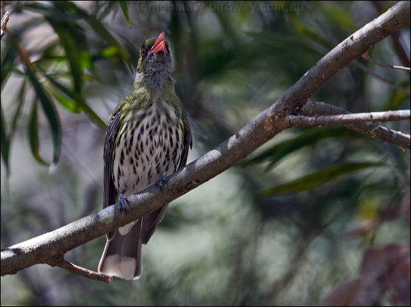 Olive-backed Oriole olive_backed_oriole_151381.psd