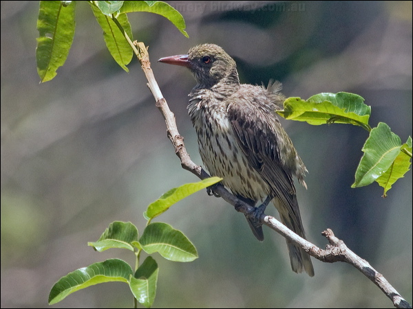 Olive-backed Oriole olive_backed_oriole_209025.psd