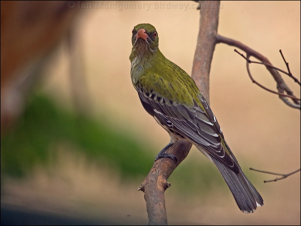 Olive-backed Oriole olive_backed_oriole_210350.psd
