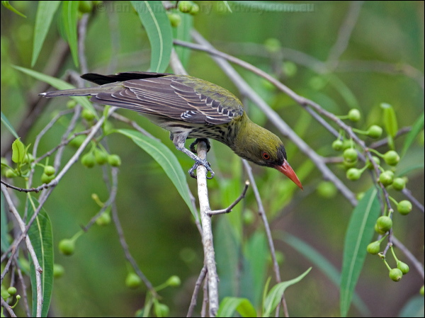 Olive-backed Oriole olive_backed_oriole_93793.psd