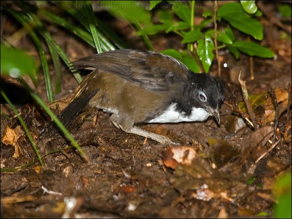 Chowchilla chowchilla_100260.psd