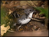 Click here to enter gallery and see photos/pictures/images of Australian Logrunner