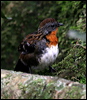 logrunner_29513