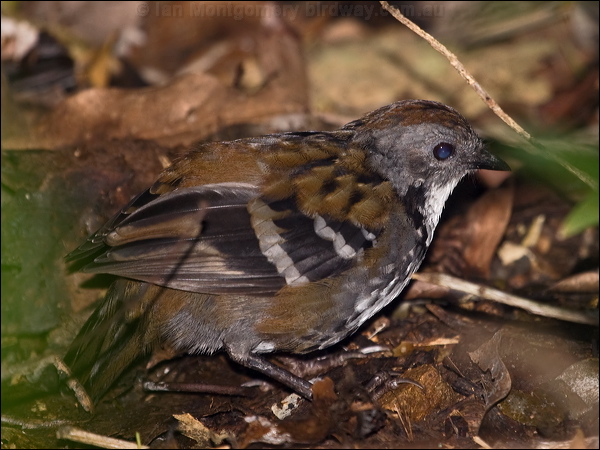 Australian Logrunner aus_logrunner_180776.psd