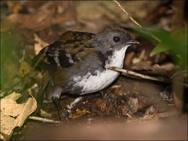 Australian Logrunner aus_logrunner_180780.psd