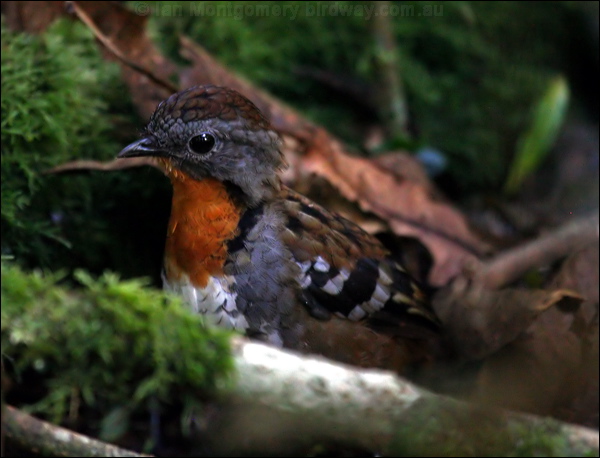 Australian Logrunner logrunner_29662.psd