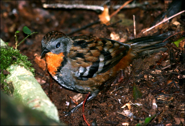 Australian Logrunner logrunner_29858.psd