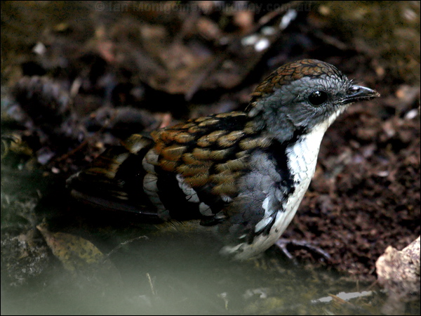 Australian Logrunner logrunner_29887.psd