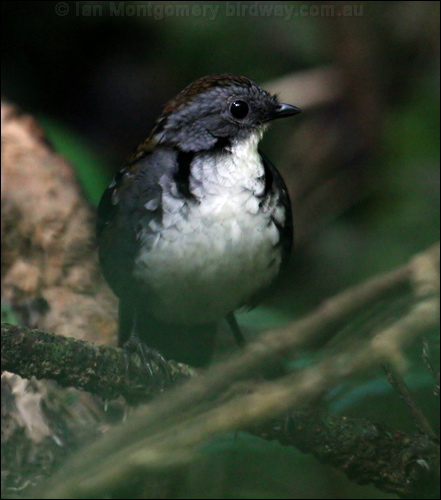 Australian Logrunner logrunner_30061.psd