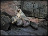 australian_fur_seal_03626
