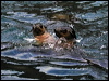 Click here to enter gallery and see photos/pictures/images of Australian Fur Seal