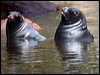 Click here to enter gallery and see photos of: Eared Seals