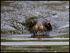 new_zealand_sealion_123291