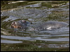 new_zealand_sealion_123293