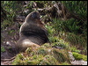 new_zealand_sealion_123322