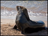 new_zealand_sealion_124046