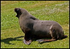 new_zealand_sealion_124586