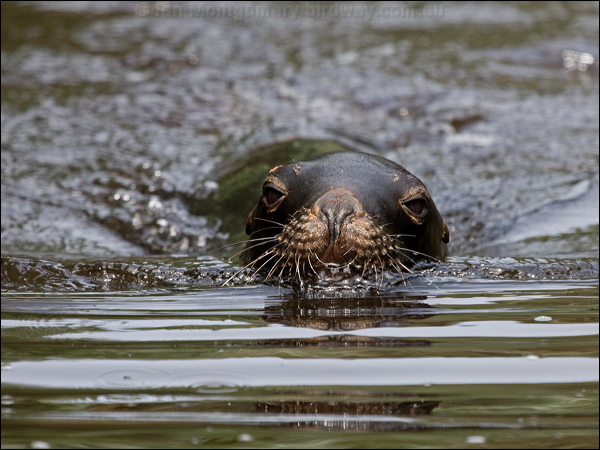 New Zealand Sea Lion new_zealand_sealion_123291.psd