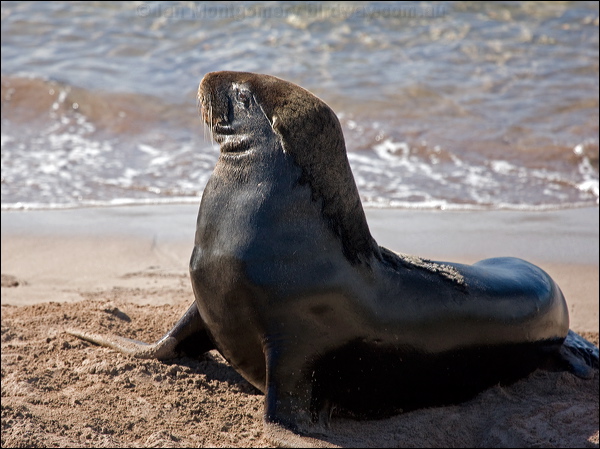 New Zealand Sea Lion new_zealand_sealion_124046.psd