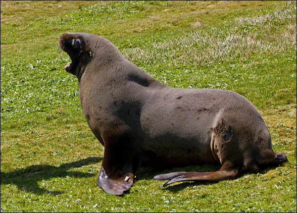 New Zealand Sea Lion new_zealand_sealion_124586.psd