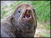 northern_fur_seal_68509