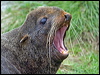 northern_fur_seal_68511
