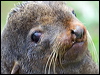 Click here to enter gallery and see photos/pictures/images of Northern Fur Seal