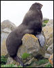 northern_fur_seal_68527