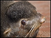 northern_fur_seal_69275