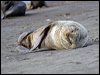 northern_fur_seal_69277
