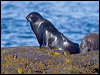 northern_fur_seal_69523