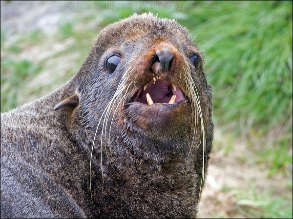 Northern Fur Seal northern_fur_seal_68509.psd