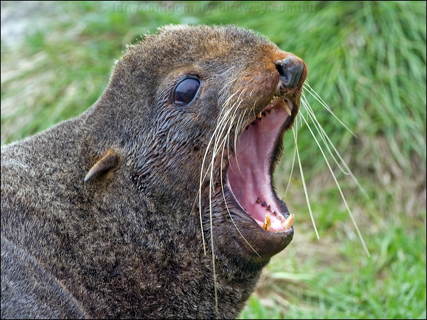 Northern Fur Seal northern_fur_seal_68511.psd