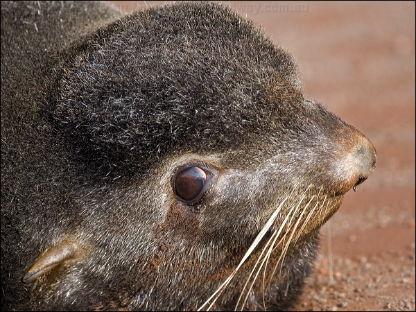 Northern Fur Seal northern_fur_seal_69275.psd