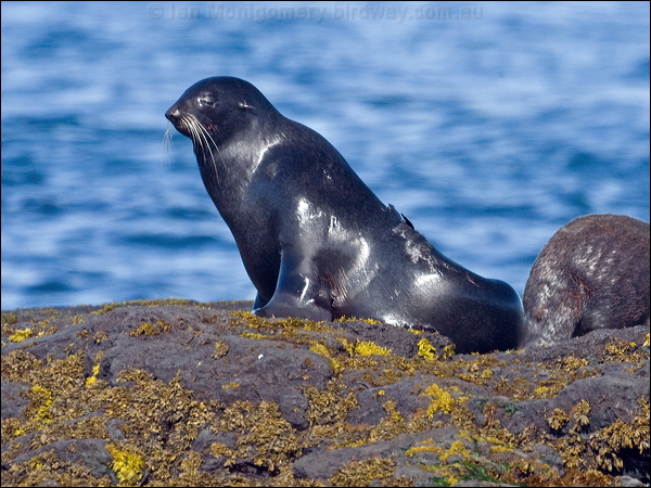 Northern Fur Seal northern_fur_seal_69523.psd