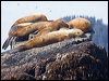 stellers_sealion_67613